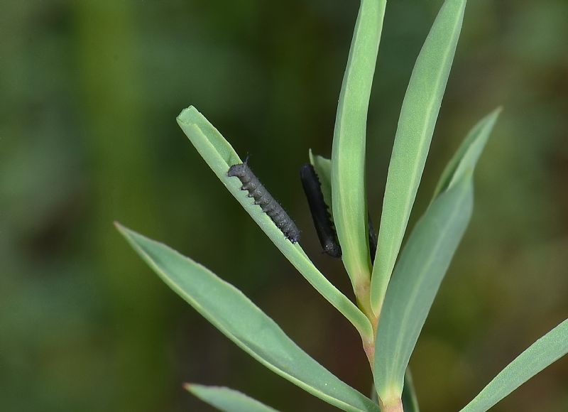 Bruchi di Hyles dahlii su Dafhne gnidium (sardo:Truiscu).